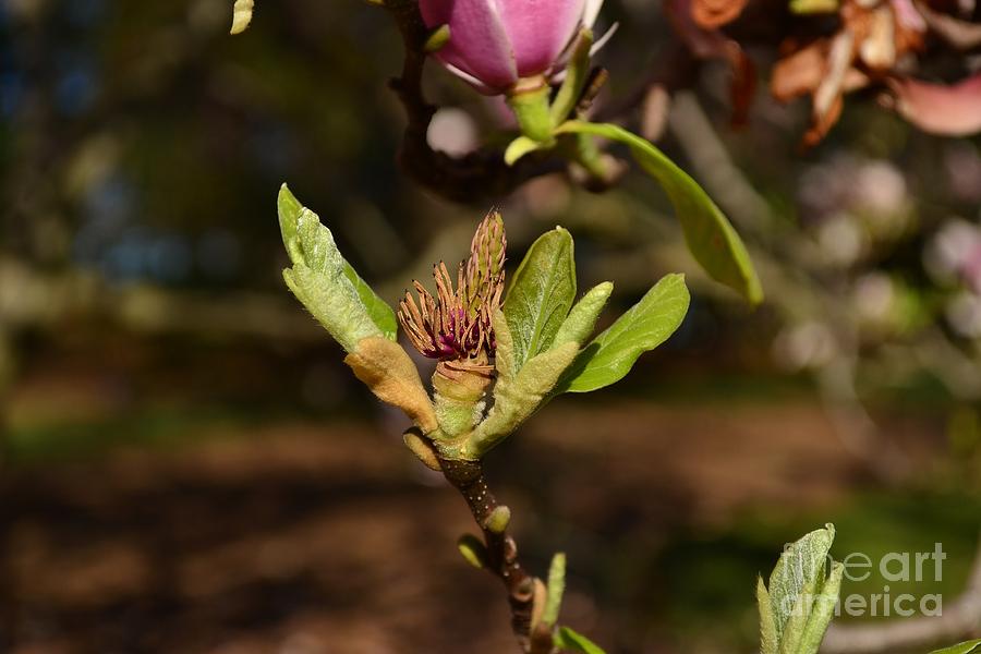 Central Park In Spring - Magnolia Photograph