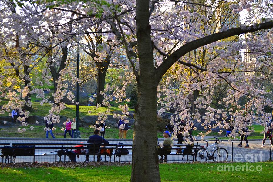 Central Park In Spring - Scenic View Photograph