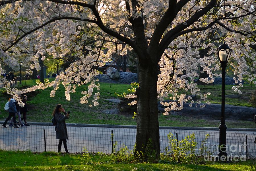Central Park In Spring - The Last Rays Of The Sun - Cherry Blossoms Photograph
