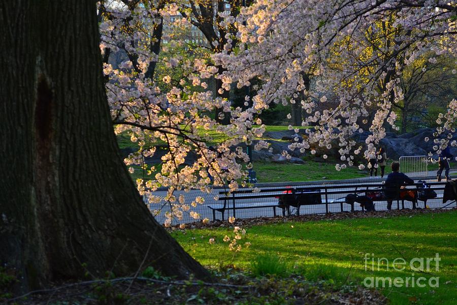 Central Park In Spring - Under The Cherry Tree Photograph