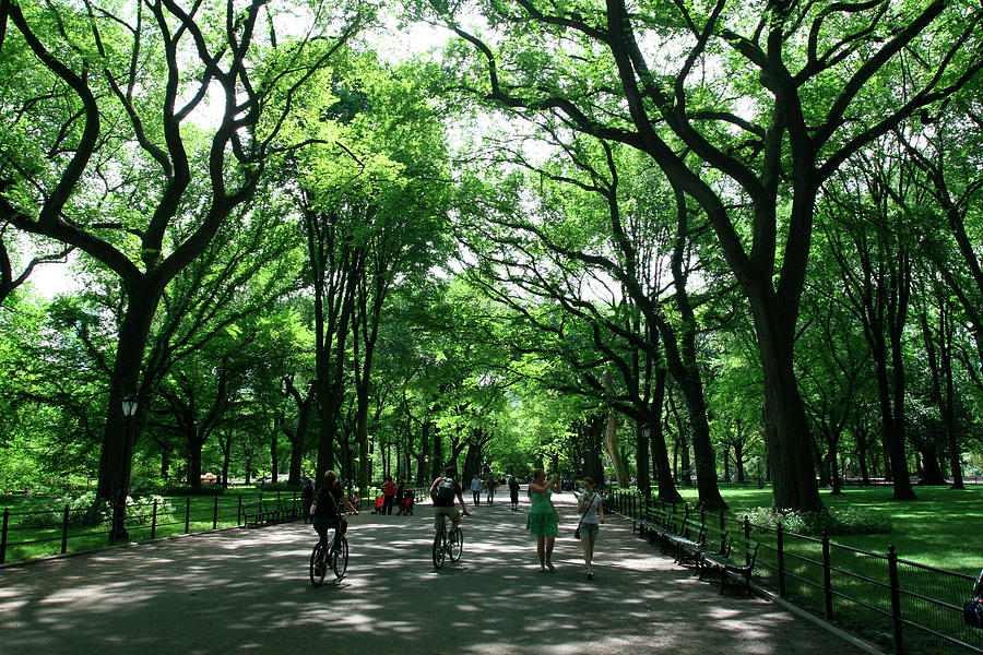 Central Park Mall Summer Photograph by Robert Goldwitz - Fine Art America