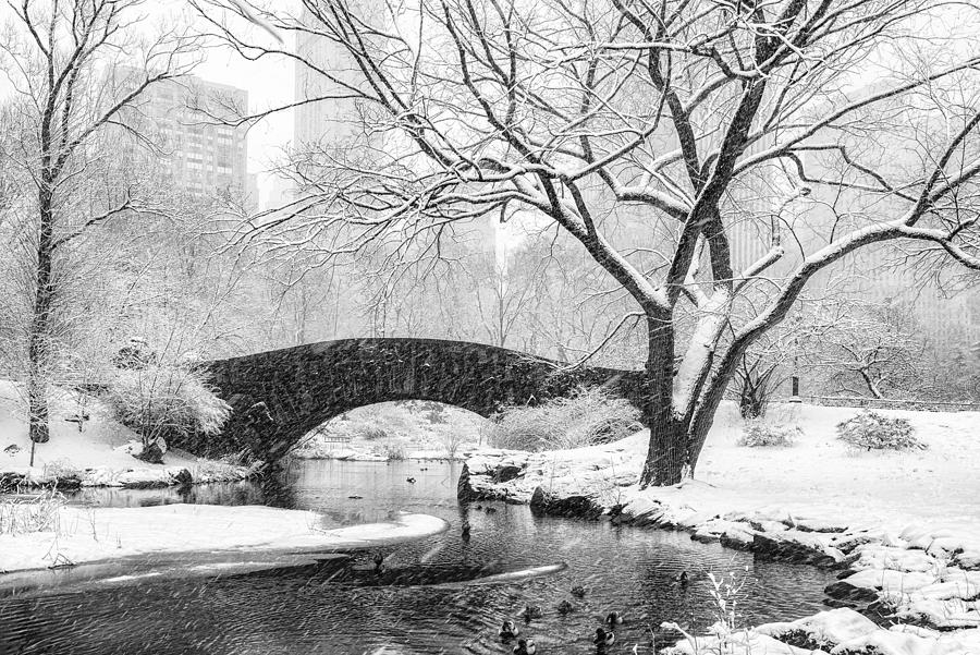 Central Park Photograph - Central Park Snow by Alice Sheng