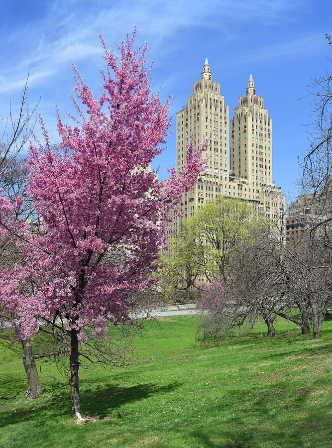 Central Park Spring Colors Photograph by Chris Bliss - Fine Art America