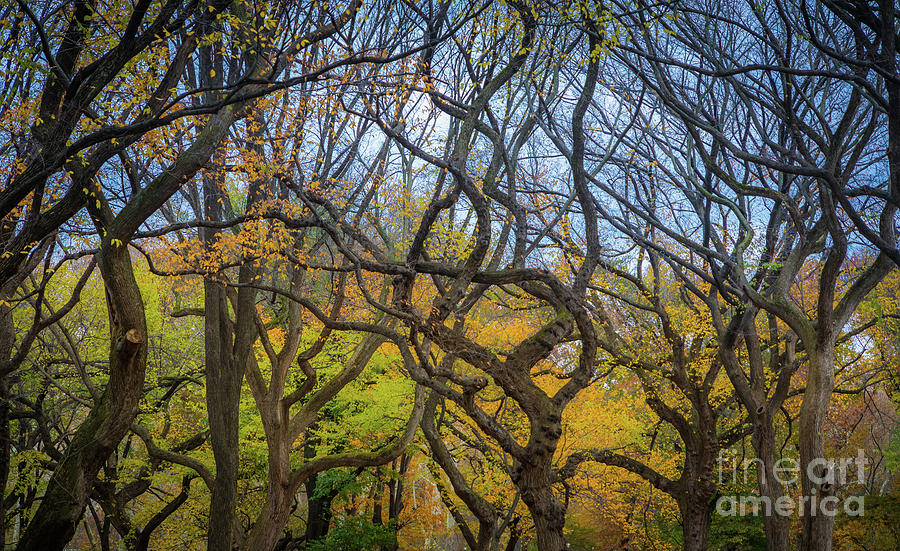 Central Park Twisted Trees Photograph by Inge Johnsson