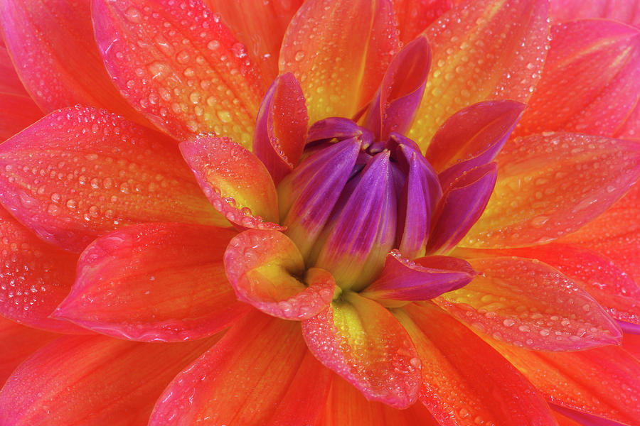 Centre Of Brightly Coloured Dahlia Photograph by Rosemary Calvert