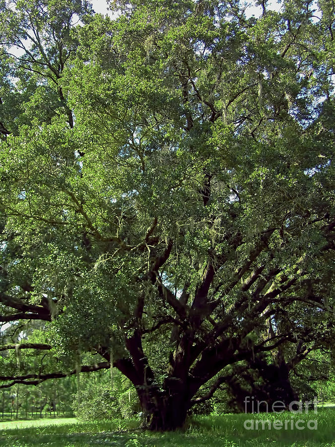 Century Oak Photograph by D Hackett