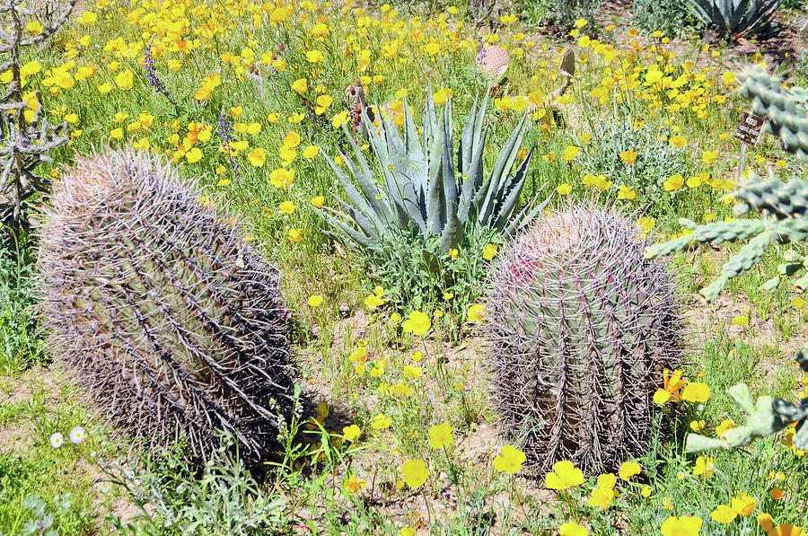 Century Plant and Barrel Cactus Photograph by Paul Moore