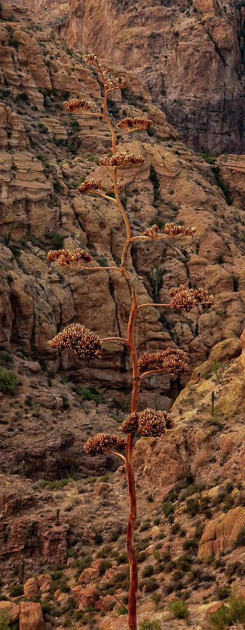 Century Plant by Rick Furmanek Century Plant by Rick Furmanek