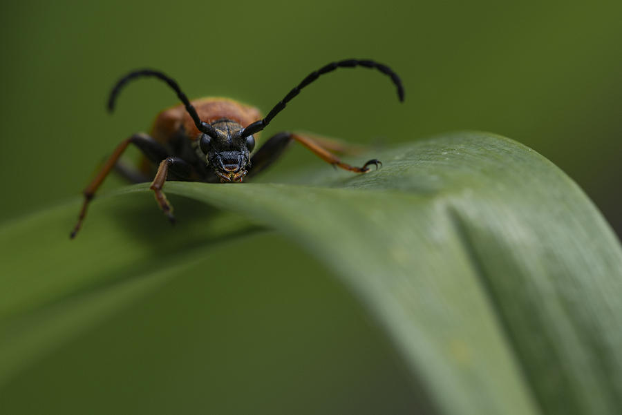 Cerambycidae Photograph by Jarle Gundersen - Pixels