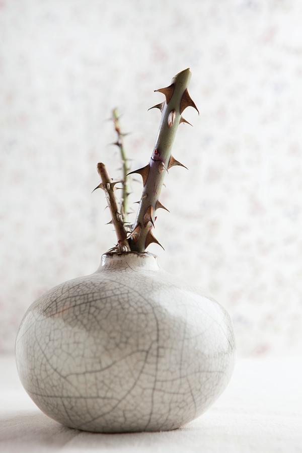 Ceramic Vase With Pieces Of Rose Stem Photograph by Sabine Lscher
