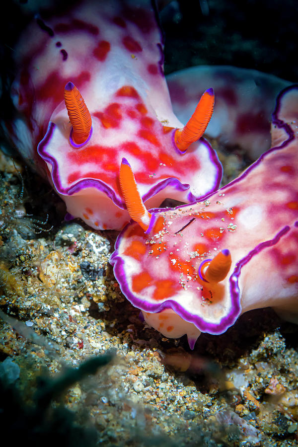 Ceratosoma Nudibranch, Anilao Photograph by Bruce Shafer