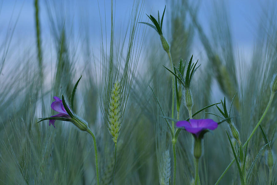 Summer Photograph - Cereal Field by Bojan Kolman