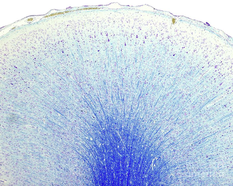 Cerebral Cortex Photograph by Jose Calvo / Science Photo Library