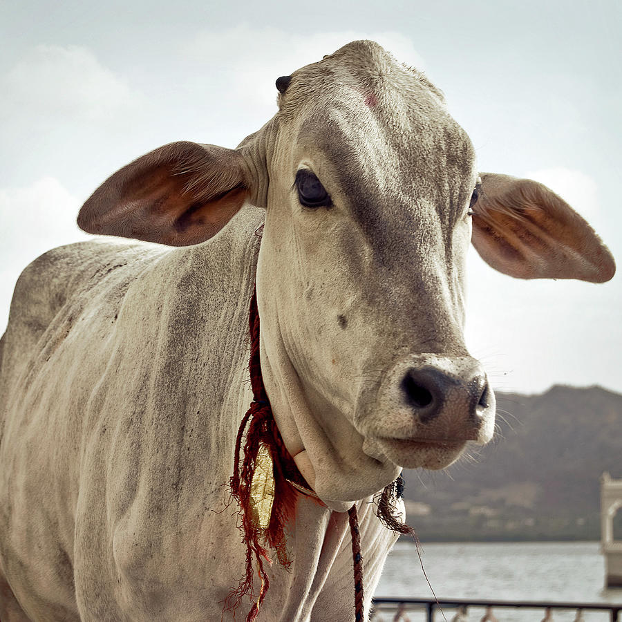 Cow Photograph - Ceremonial Cow by Spencer Wilton