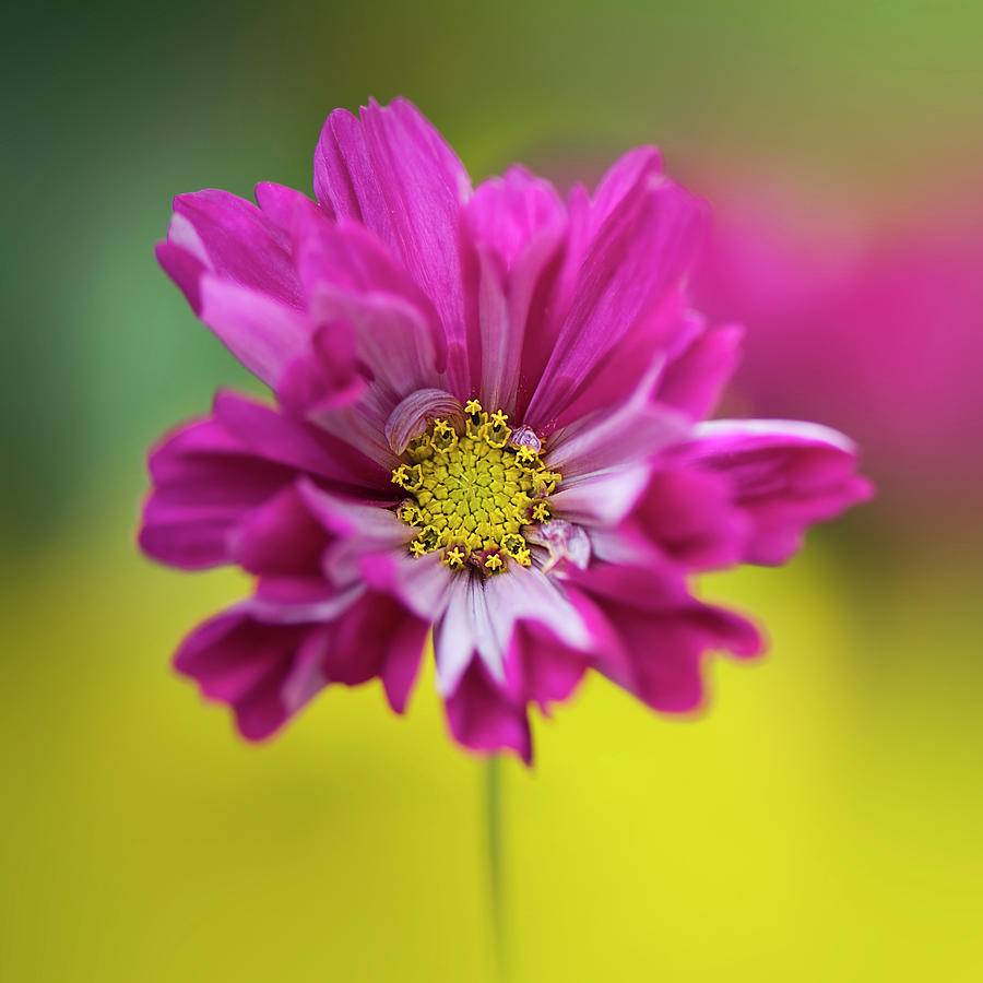 Cerise Pink Cosmos Flower Photograph by Jacky Parker Photography