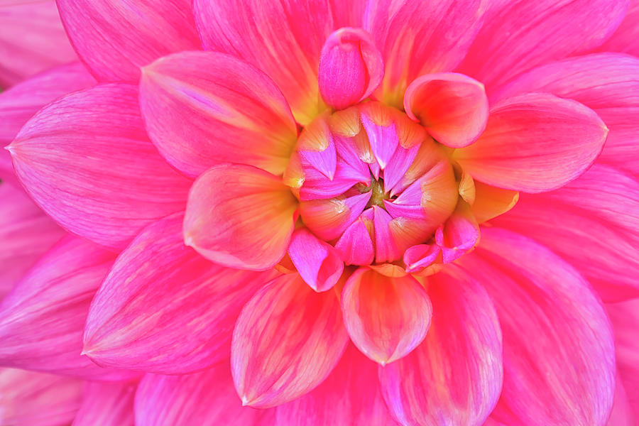 Nature Photograph - Cerise-pink Dahlia Flower by Cora Niele