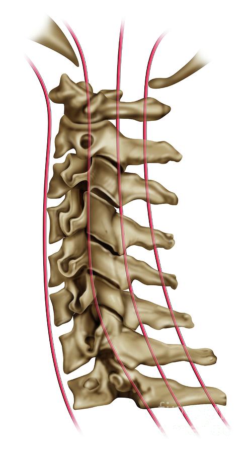 Upper Cervical Spine Anatomy