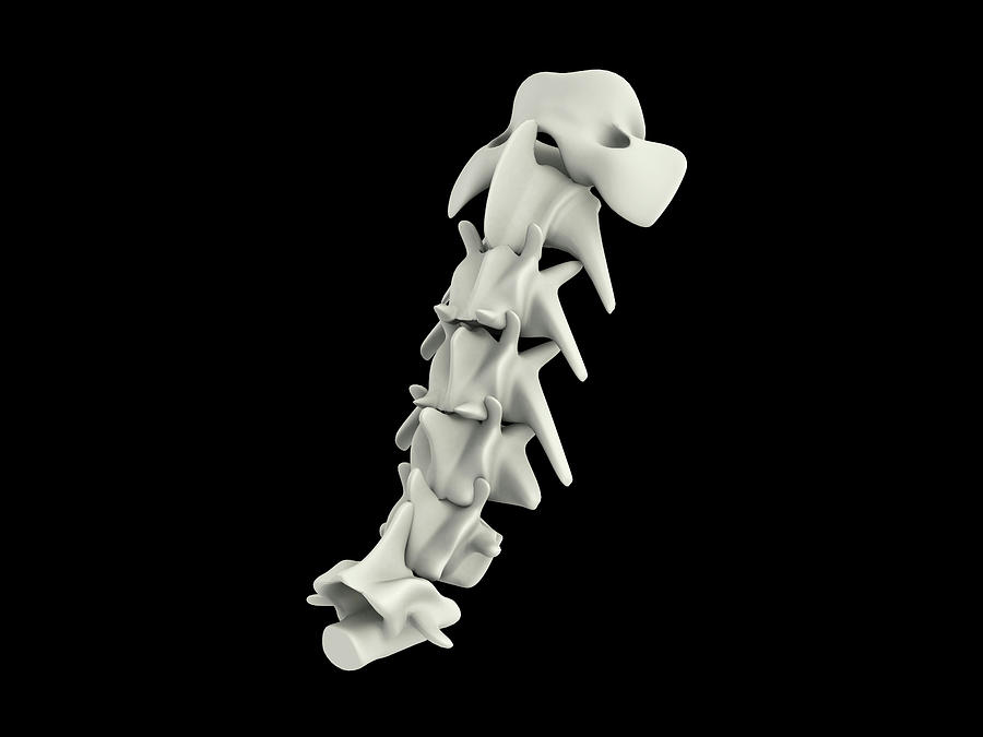Animal Photograph - Cervical Vertebrae Of A Dog by Stocktrek Images Animal Photograph - Cervical Vertebrae Of A Dog by Stocktrek Images