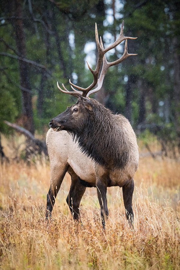 Cervus Photograph - Cervus Canadensis, Elk, Wapiti by Petr Simon
