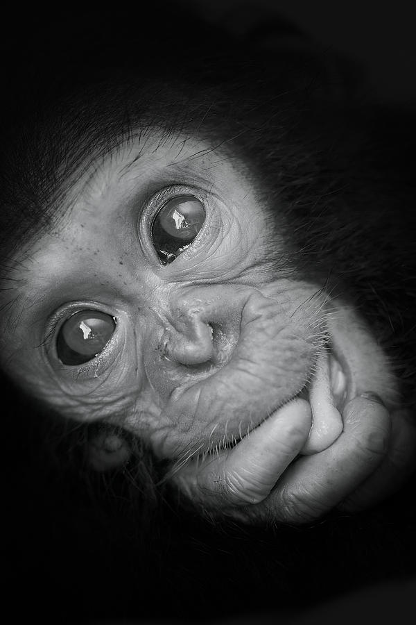 Chimpanzee Photograph - Cesar by Oddfeel
