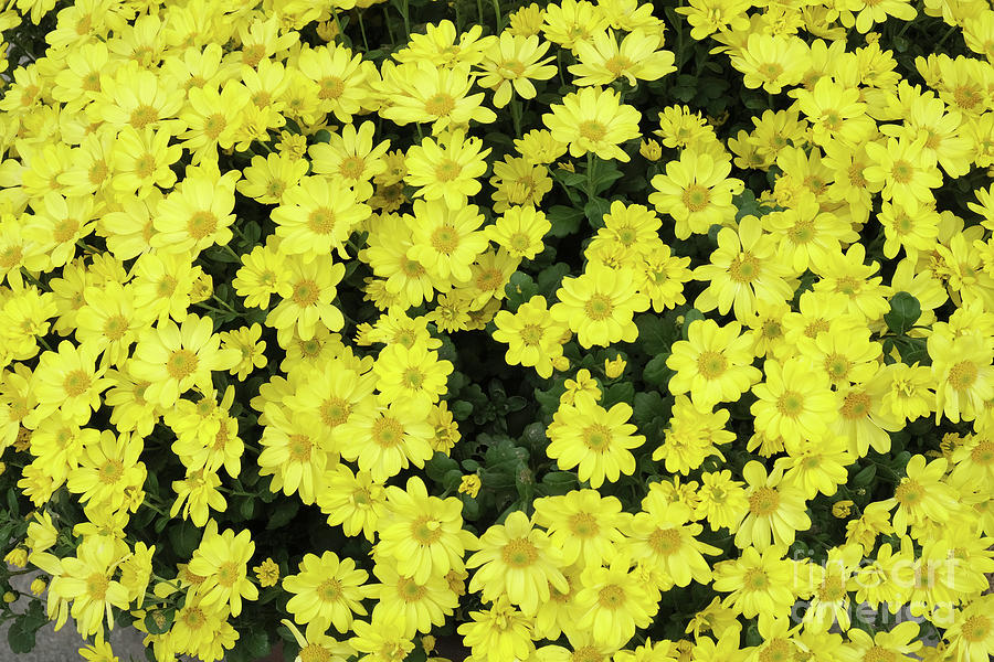 Ceylon yellow chrysanthemums background Photograph by Marina Usmanskaya