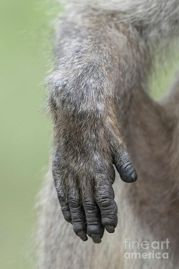 Chacma Baboon Hand Photograph by Tony Camacho/science Photo Library ...