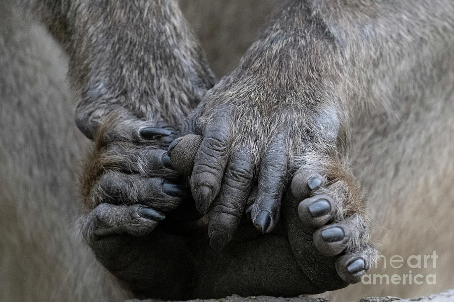 Chacma Baboon Hands And Feet Photograph By Tony Camachoscience Photo