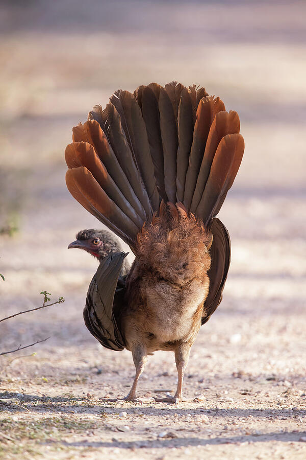 Chaco Chachalaca Rear View, Pantanal Photograph by Hermann Brehm ...