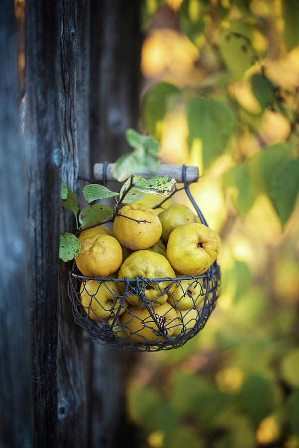 Chaenomeles In A Wire Basket Handing On A Fence Photograph by Kati Neudert