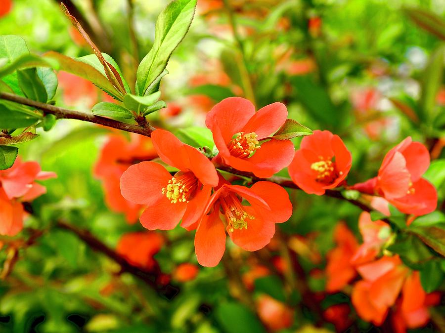 Chaenomeles In Bloom Photograph by Alida M Haslett
