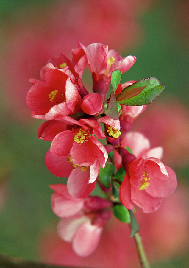 Chaenomeles Speciosa chinese Pear Quince, Flowers Photograph by Thomas Engelhardt
