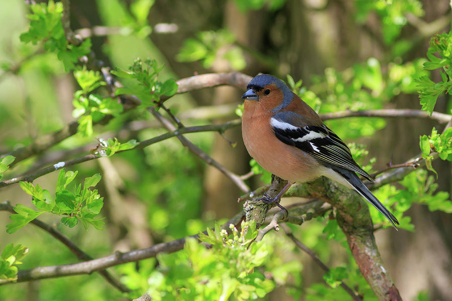 Chaffinch 001 Photograph by Chris Smith