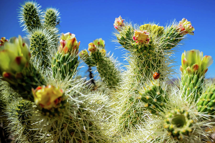 Chain Fruit Cholla Cactus In Joshua National Park, California ...