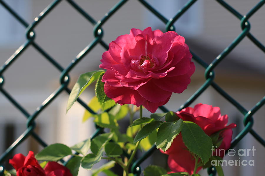 Chain Link Fence With Roses Photograph