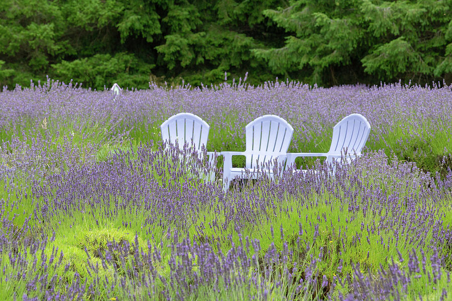 Chairs in the lavender field Photograph by Alex Mironyuk