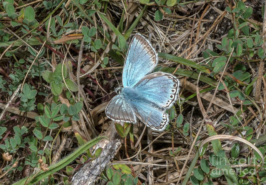 Butterfly Photograph - Chalk-hill Blue Butterfly by Bob Gibbons/science Photo Library