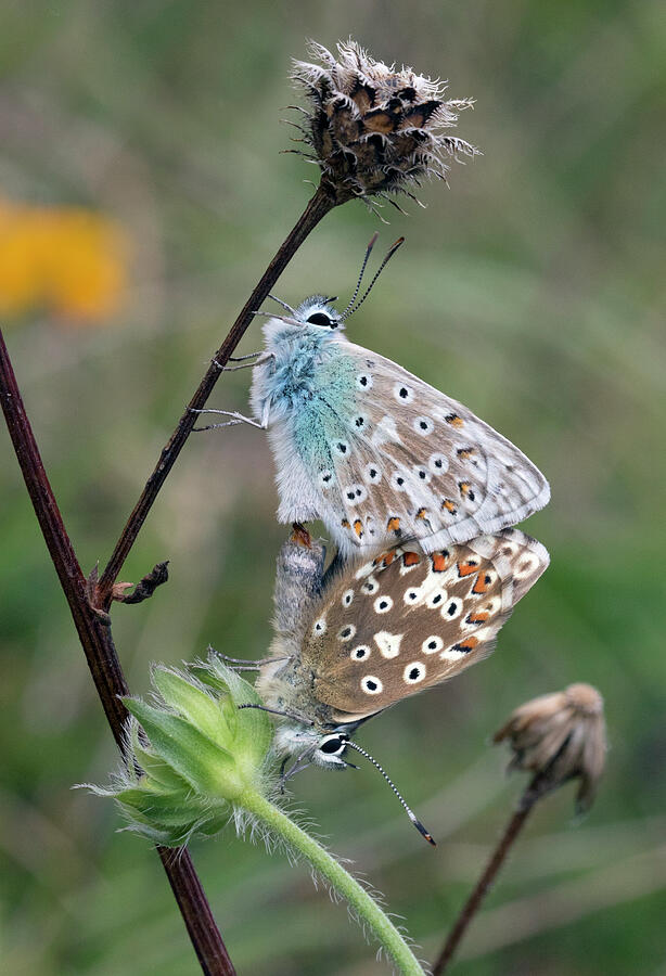 Chalkhill Blue Pair Mating, Wiltshire Photograph by David Kjaer ...