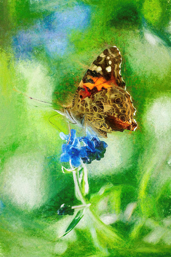 Chalky Painted Lady Butterfly Photograph by Don Northup