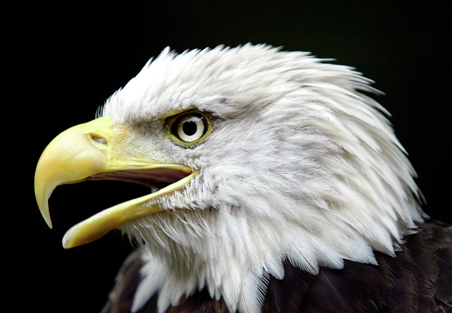 Challenger An American Bald Eagle Photograph by Jason Reed - Fine Art ...