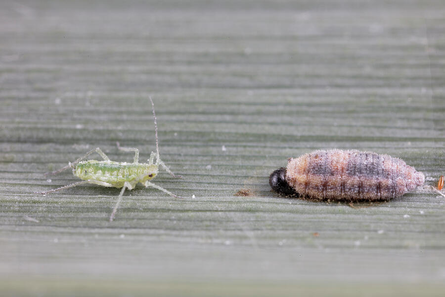 Chamaemyiid Fly Larva Predator On Mealy Plum Aphid Photograph by Doug ...