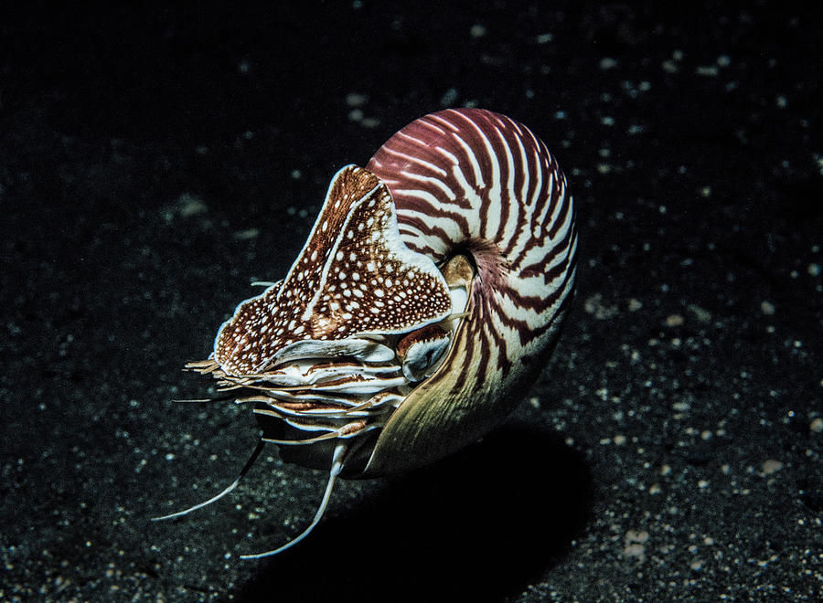 Chambered Nautilus , A Recently Described Species, In Photograph by ...