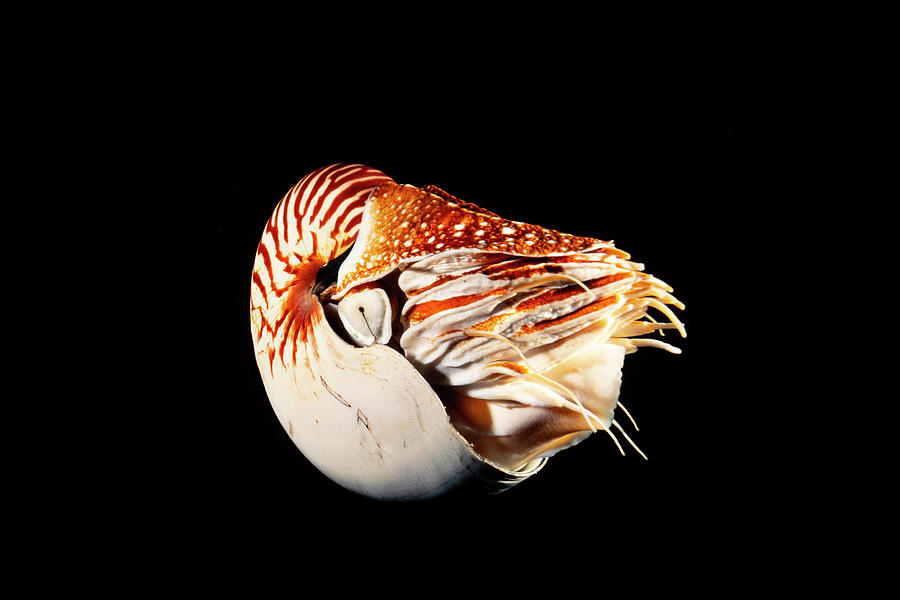 Chambered Nautilus  Nautilus Pompilius Photograph by Dave Fleetham
