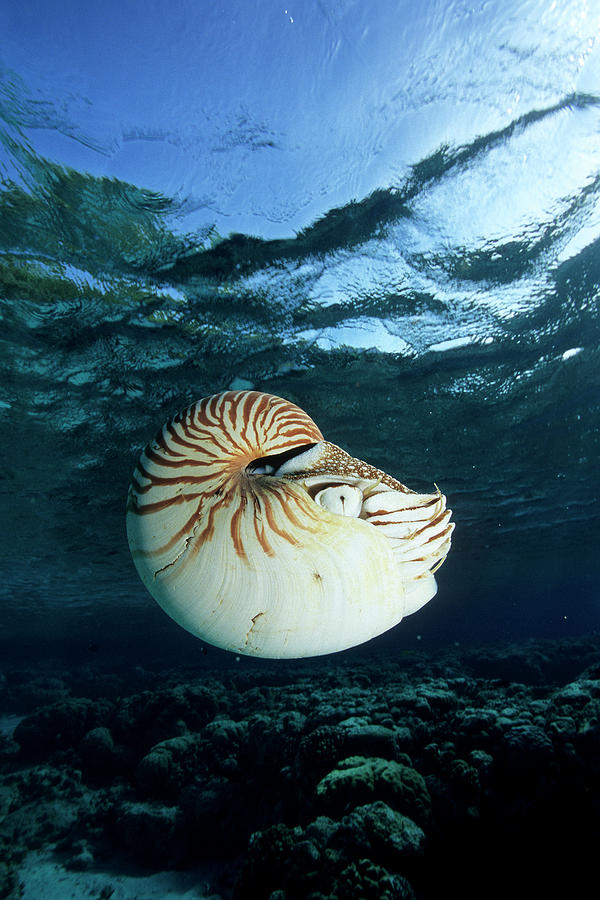 Chambered Nautilus Nautilus Pompilius Photograph by Nhpa