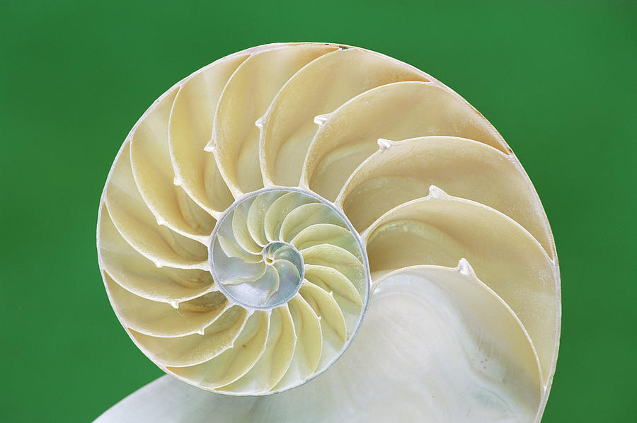 Chambered Or Pearly Nautilus Nautilus Photograph by Nhpa - Pixels