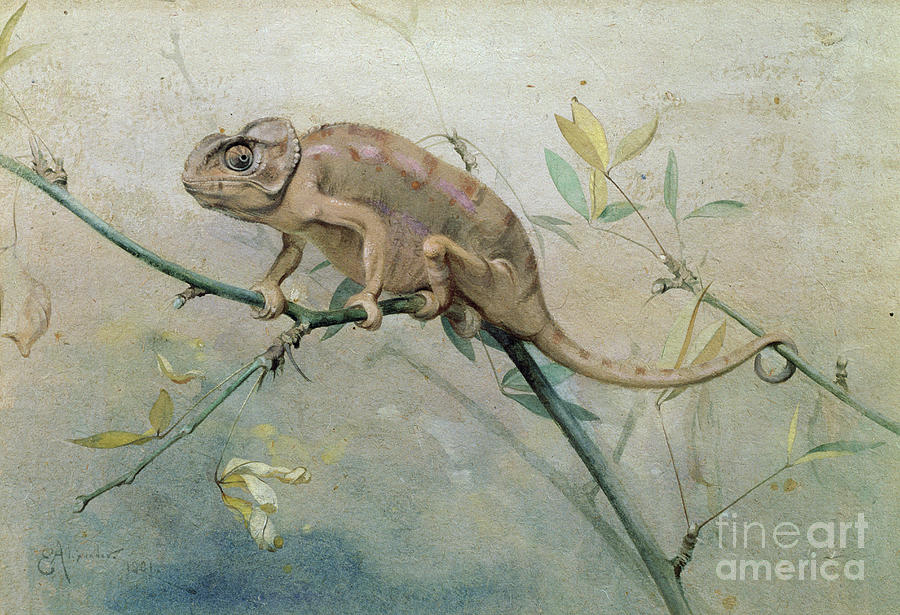 Chameleon, 1901 Photograph by Edwin John Alexander