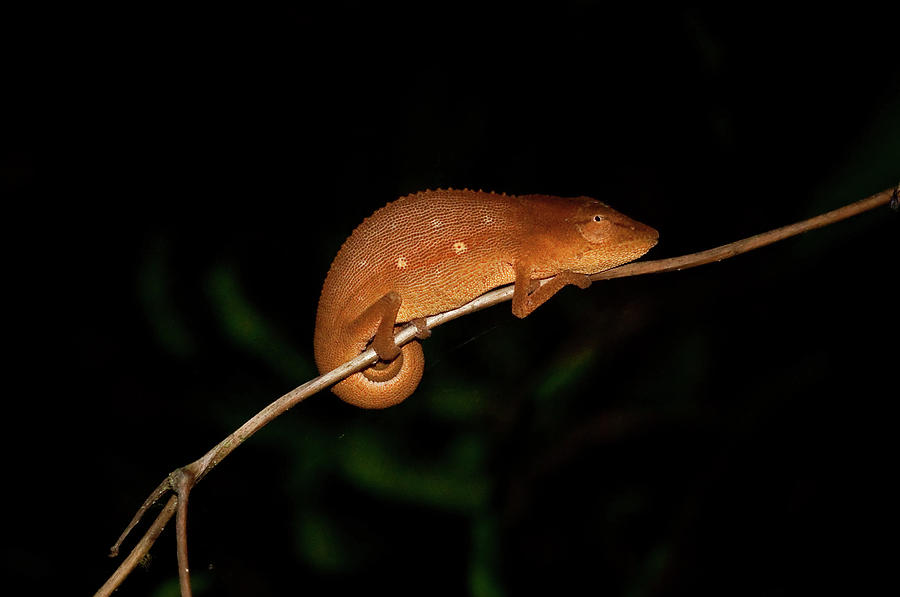 Chameleon At Night In Andasibe Photograph by Tom Mcshane