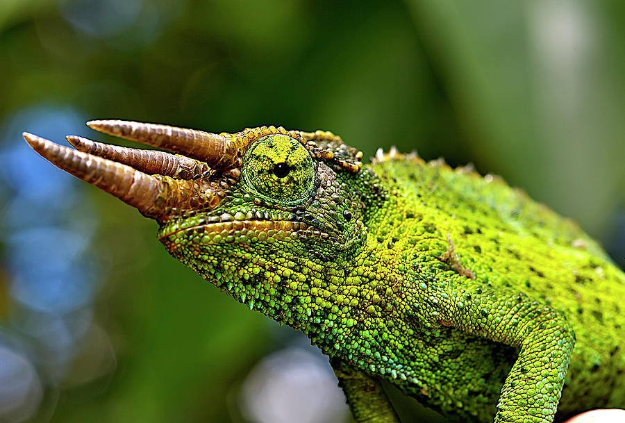Chameleon Photograph by Bill Adams