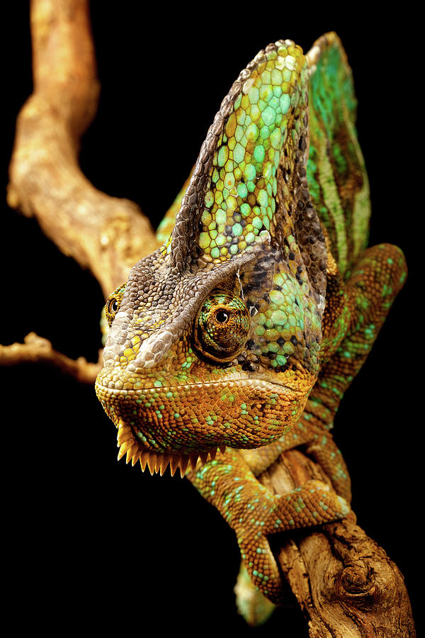 Chameleon Photograph by Markbridger