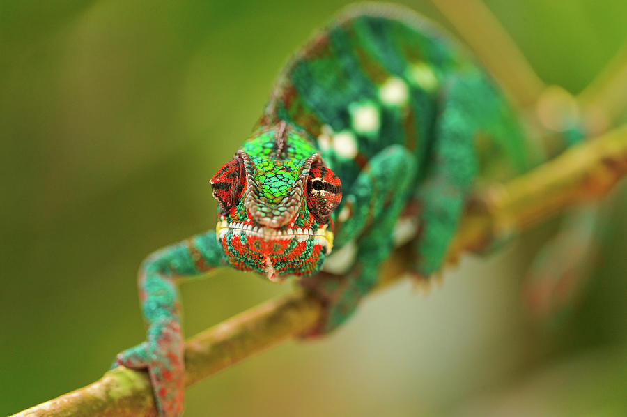 Insects Photograph - Chameleon by Picture By Tambako The Jaguar