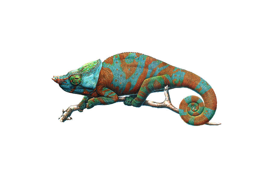 How To Draw A Chameleon Easy, Step by Step, Drawing Guide, by Dawn -  DragoArt